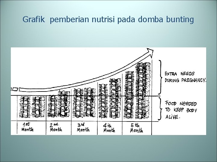 Grafik pemberian nutrisi pada domba bunting 