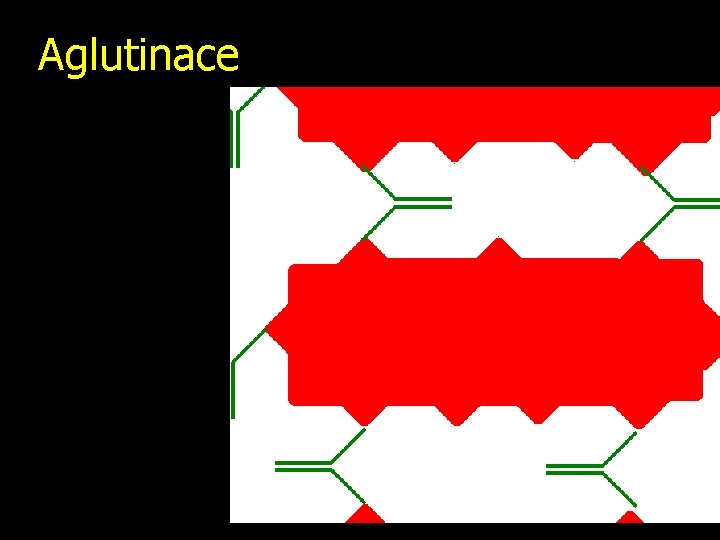 Aglutinace 