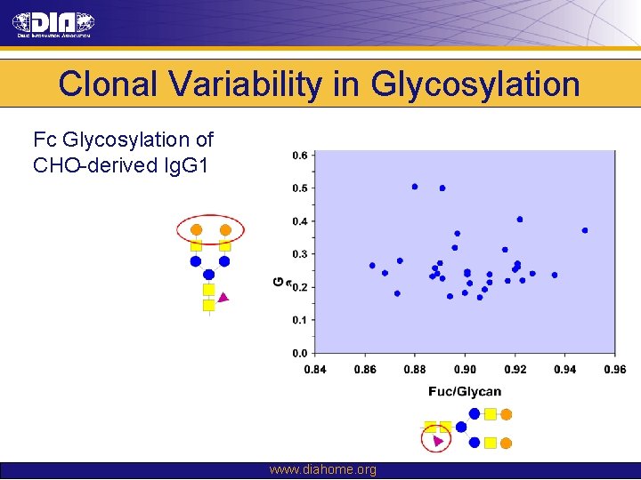 Clonal Variability in Glycosylation Fc Glycosylation of CHO-derived Ig. G 1 www. diahome. org