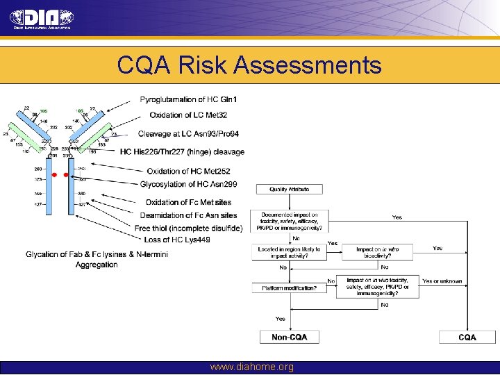 CQA Risk Assessments www. diahome. org 