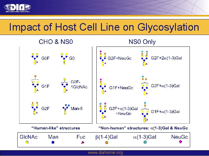 Impact of Host Cell Line on Glycosylation www. diahome. org 