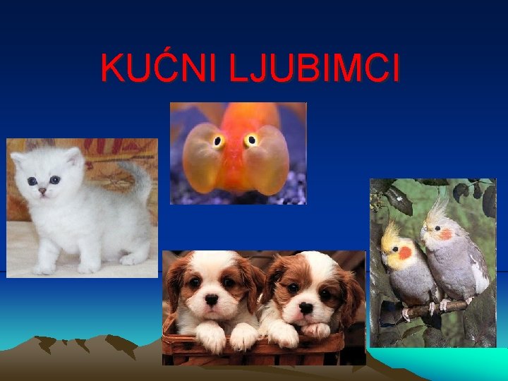 KUĆNI LJUBIMCI 