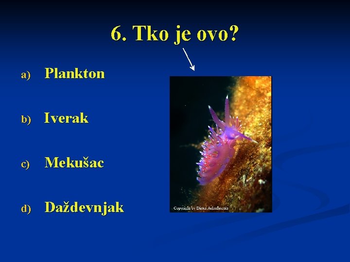 6. Tko je ovo? a) Plankton b) Iverak c) Mekušac d) Daždevnjak 