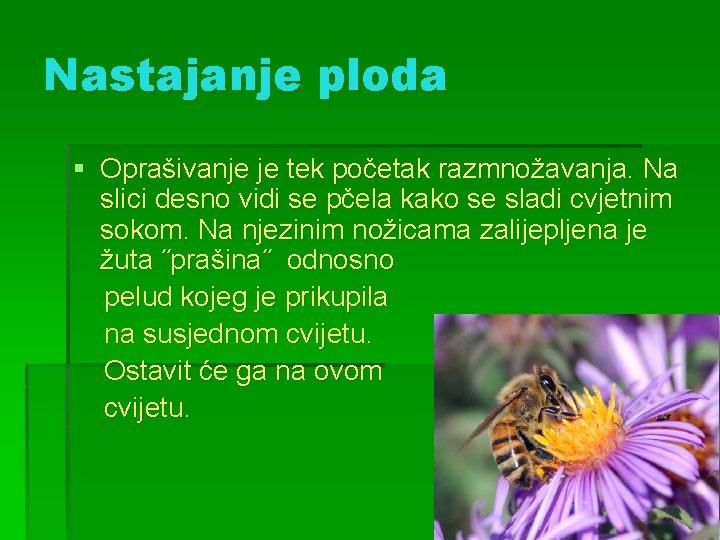 Nastajanje ploda § Oprašivanje je tek početak razmnožavanja. Na slici desno vidi se pčela