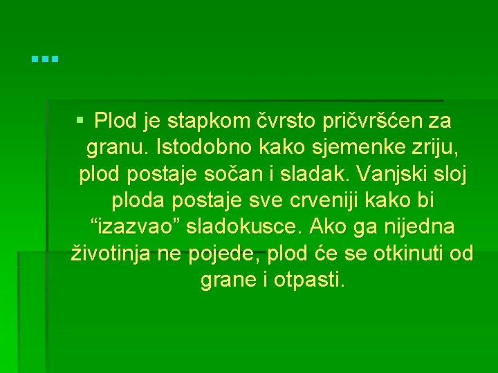 . . . § Plod je stapkom čvrsto pričvršćen za granu. Istodobno kako sjemenke