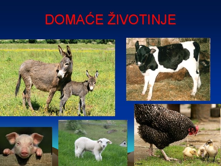 DOMAĆE ŽIVOTINJE 