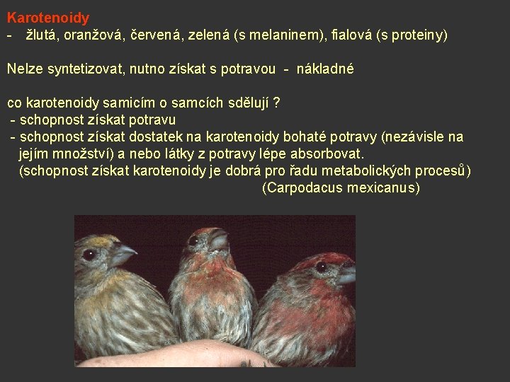 Karotenoidy - žlutá, oranžová, červená, zelená (s melaninem), fialová (s proteiny) Nelze syntetizovat, nutno