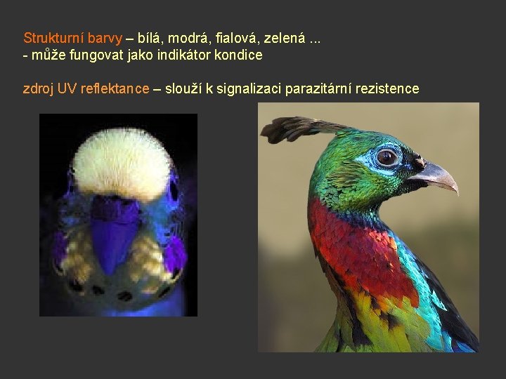 Strukturní barvy – bílá, modrá, fialová, zelená. . . - může fungovat jako indikátor