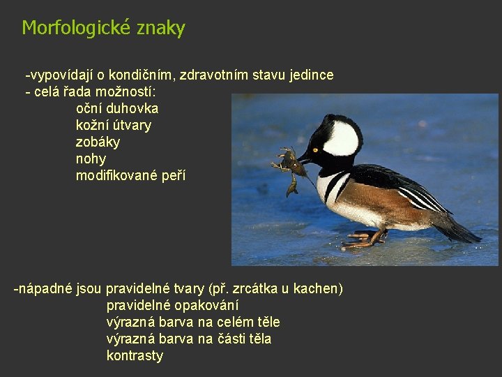 Morfologické znaky -vypovídají o kondičním, zdravotním stavu jedince - celá řada možností: oční duhovka