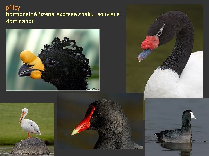 přilby hormonálně řízená exprese znaku, souvisí s dominancí 