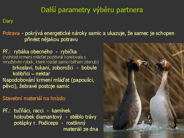 Další parametry výběru partnera Dary Potrava - pokrývá energetické nároky samic a ukazuje, že