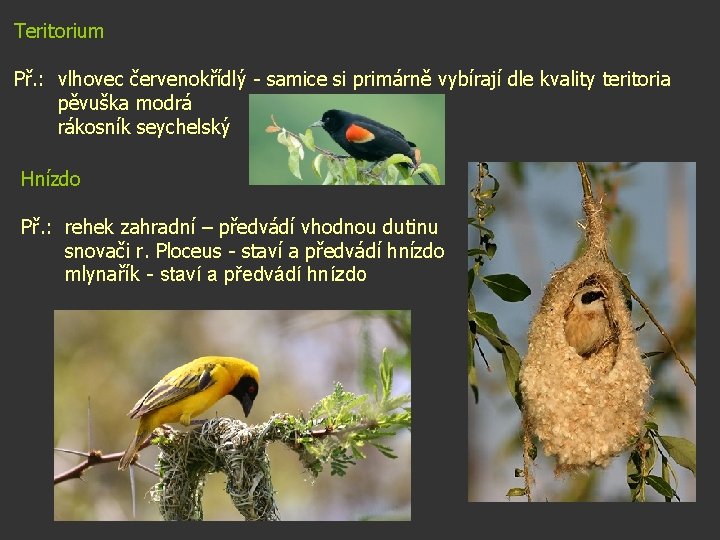 Teritorium Př. : vlhovec červenokřídlý - samice si primárně vybírají dle kvality teritoria pěvuška