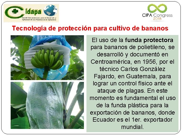 Tecnología de protección para cultivo de bananos El uso de la funda protectora para