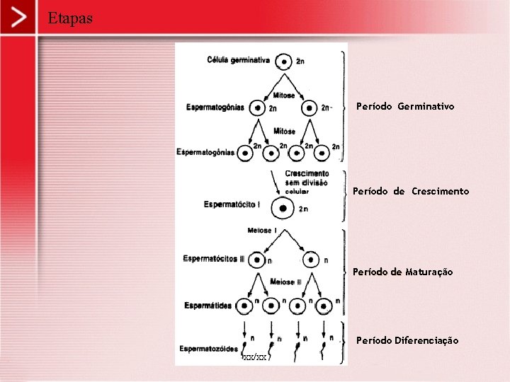 Etapas Período Germinativo Período de Crescimento Período de Maturação M Período Diferenciação xx/xx 