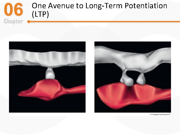 One Avenue to Long-Term Potentiation (LTP) 