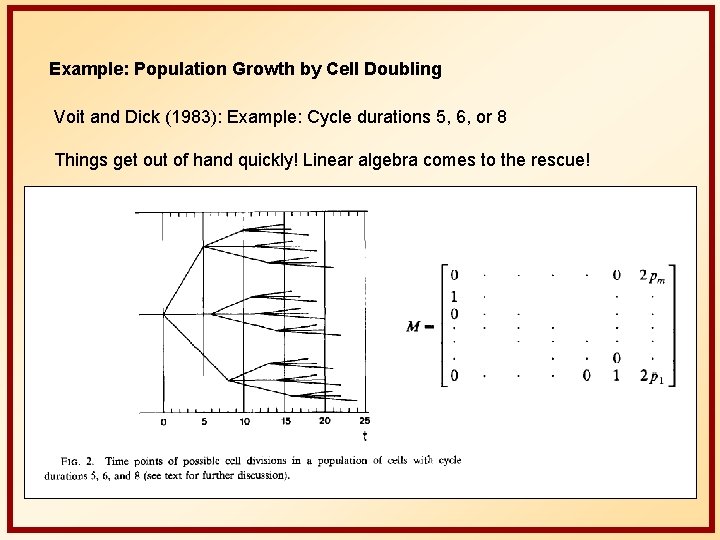 Example: Population Growth by Cell Doubling Voit and Dick (1983): Example: Cycle durations 5,