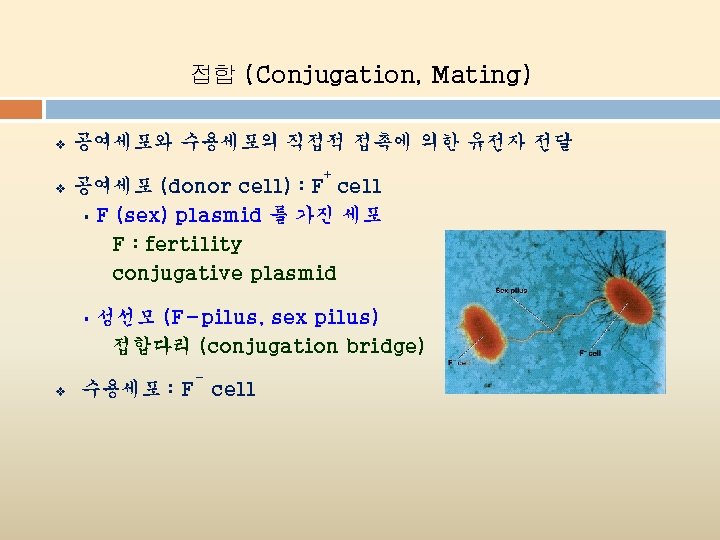 접합 (Conjugation, Mating) v 공여세포와 수용세포의 직접적 접촉에 의한 유전자 전달 + v 공여세포