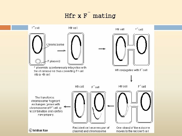 - Hfr x F mating 