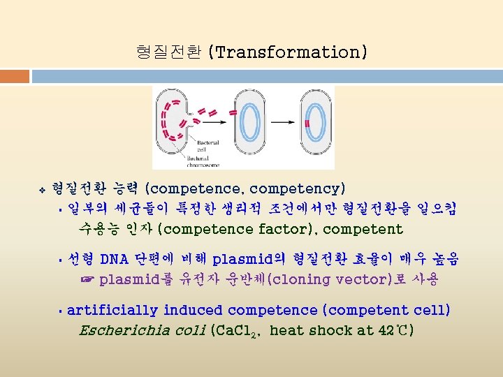 형질전환 (Transformation) v 형질전환 능력 (competence, competency) § 일부의 세균들이 특정한 생리적 조건에서만 형질전환을