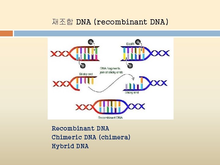 재조합 DNA (recombinant DNA) Recombinant DNA Chimeric DNA (chimera) Hybrid DNA 