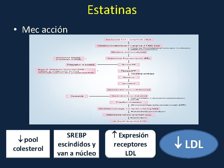 Estatinas • Mec acción pool colesterol SREBP escindidos y van a núcleo Expresión receptores