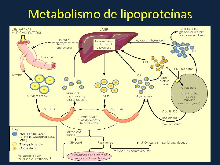 Metabolismo de lipoproteínas 