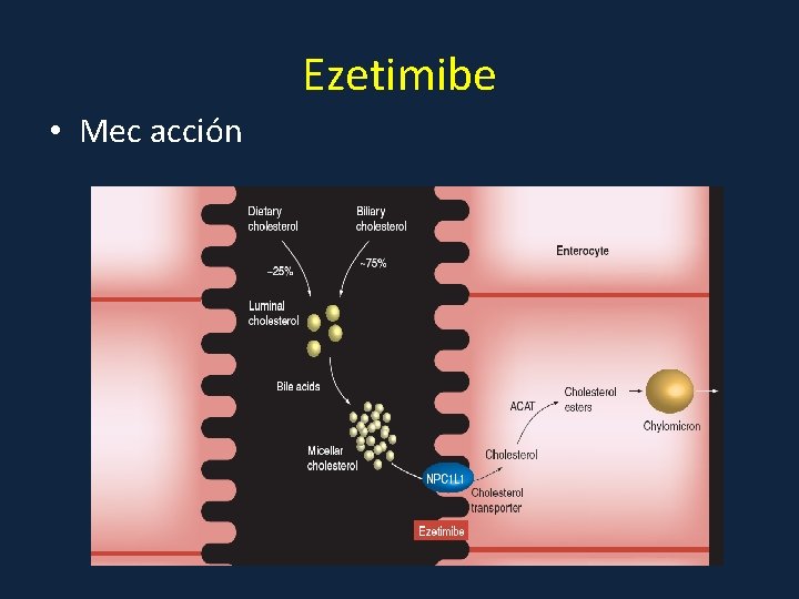 Ezetimibe • Mec acción 