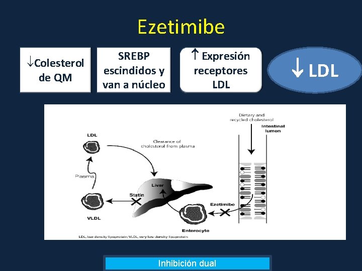 Ezetimibe Colesterol de QM SREBP escindidos y van a núcleo Expresión receptores LDL Inhibición