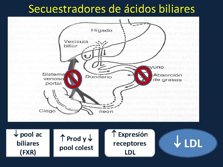 Secuestradores de ácidos biliares o Colestiramina o Colestipol o Colesevelam • Gran tamaño –