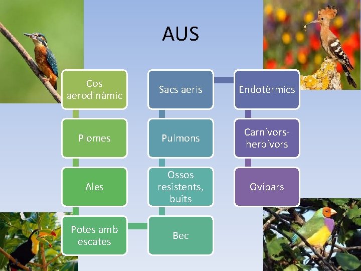 AUS Cos aerodinàmic Sacs aeris Endotèrmics Plomes Pulmons Carnívorsherbívors Ales Ossos resistents, buits Ovípars