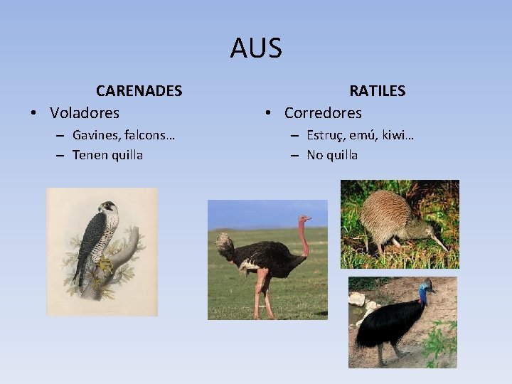 AUS CARENADES • Voladores – Gavines, falcons… – Tenen quilla RATILES • Corredores –