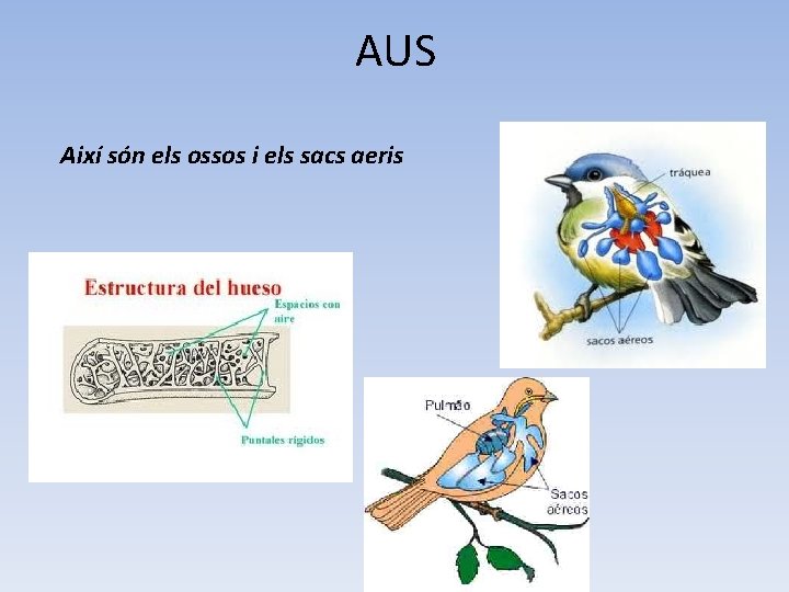 AUS Així són els ossos i els sacs aeris 