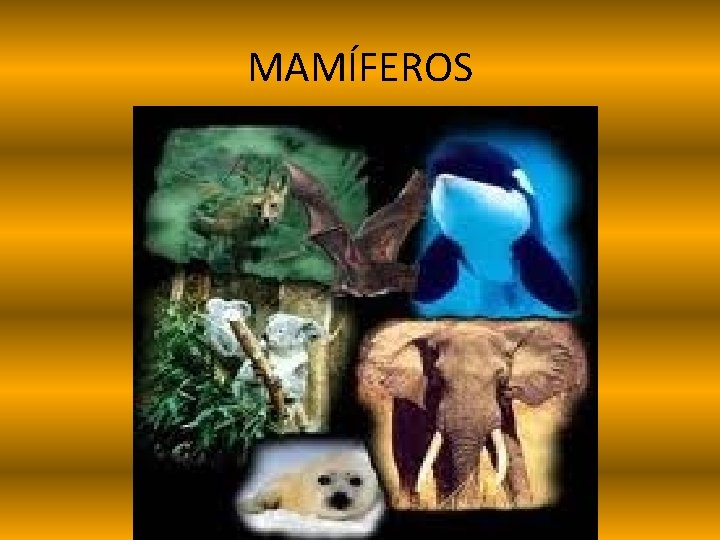 MAMÍFEROS 