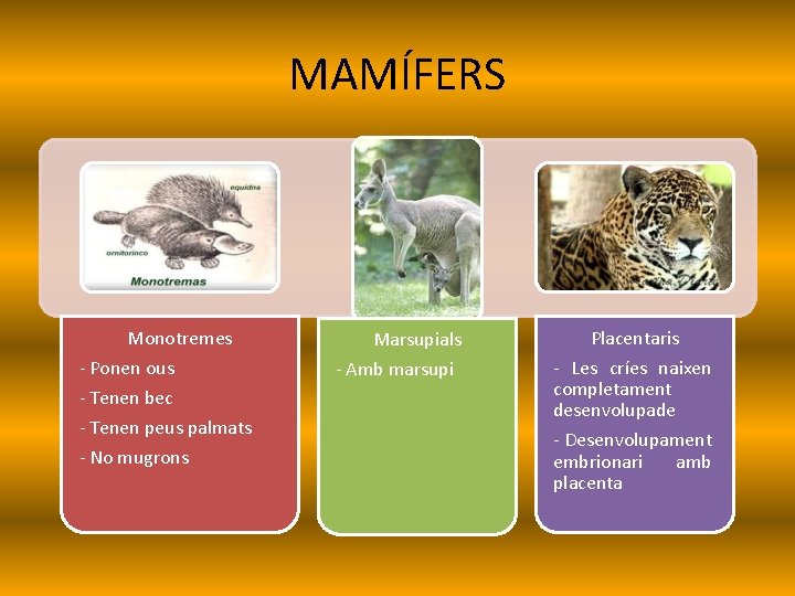 MAMÍFERS Monotremes - Ponen ous - Tenen bec - Tenen peus palmats - No
