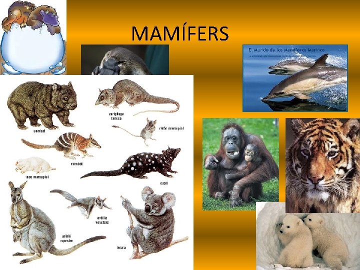 MAMÍFERS 