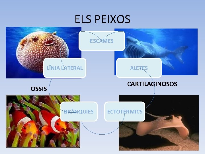 ELS PEIXOS ESCAMES LÎNIA LATERAL ALETES CARTILAGINOSOS OSSIS BRÀNQUIES ECTOTÈRMICS 