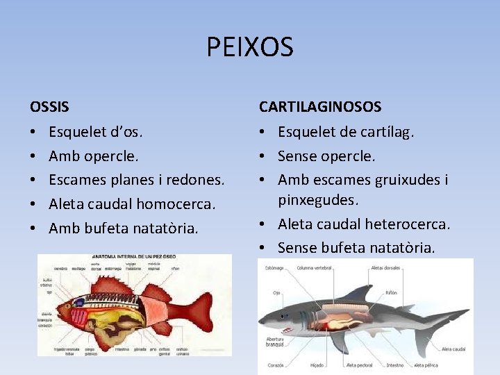 PEIXOS OSSIS • • • Esquelet d’os. Amb opercle. Escames planes i redones. Aleta