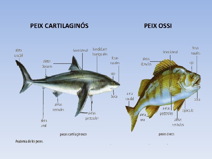 PEIX CARTILAGINÓS PEIX OSSI 