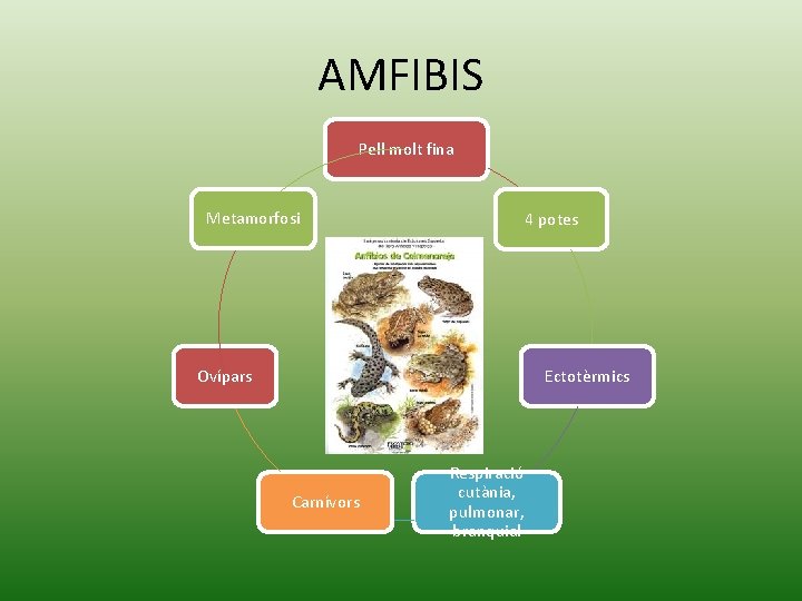 AMFIBIS Pell molt fina Metamorfosi 4 potes Ovípars Ectotèrmics Carnívors Respiració cutània, pulmonar, branquial