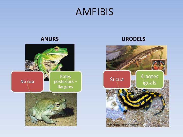 AMFIBIS ANURS No cua Potes posteriors + llargues URODELS Sí cua 4 potes iguals