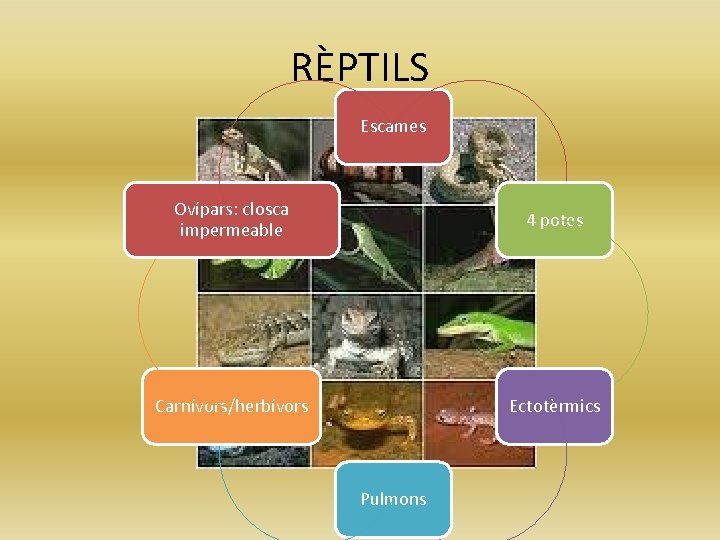 RÈPTILS Escames Ovípars: closca impermeable 4 potes Carnívors/herbívors Ectotèrmics Pulmons 