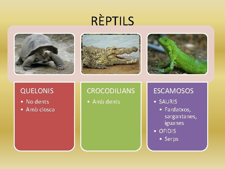 RÈPTILS QUELONIS CROCODILIANS ESCAMOSOS • No dents • Amb closca • Amb dents •