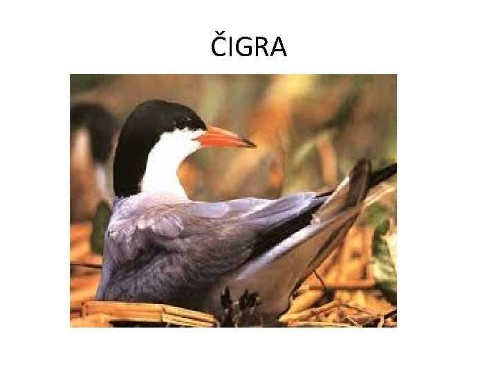 ČIGRA 