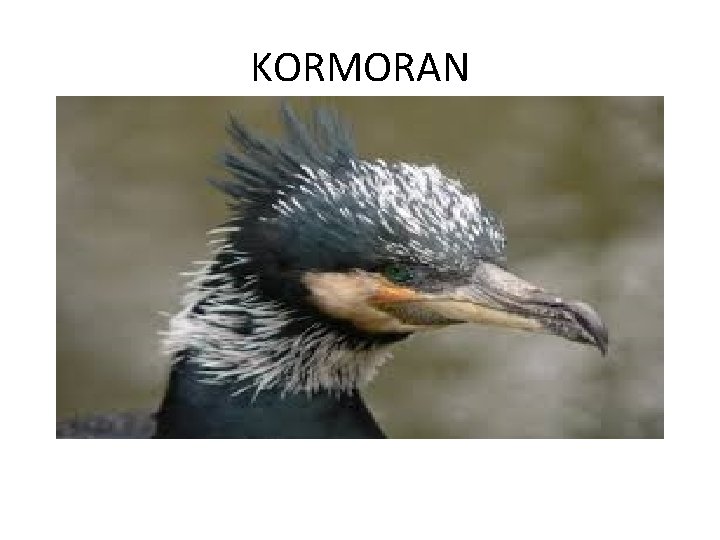 KORMORAN 
