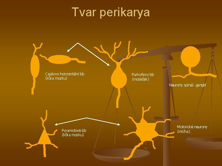 Tvar perikarya Cajalovy horizontální bb (kůra mozku) Purkyňovy bb (mozeček) Neurony spinál. ganglií Pyramidové