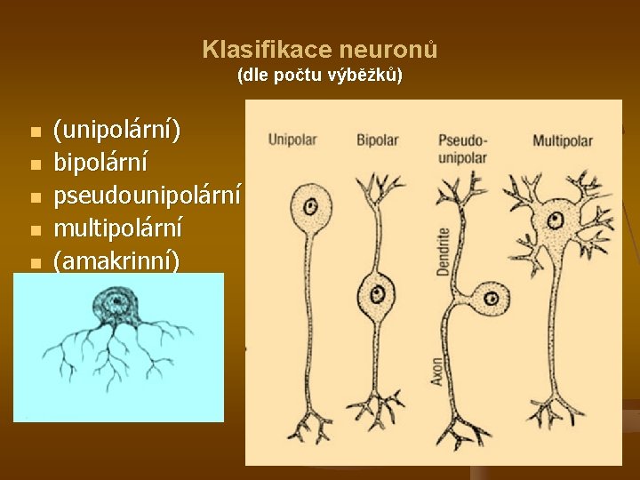 Klasifikace neuronů (dle počtu výběžků) n n n (unipolární) bipolární pseudounipolární multipolární (amakrinní) 