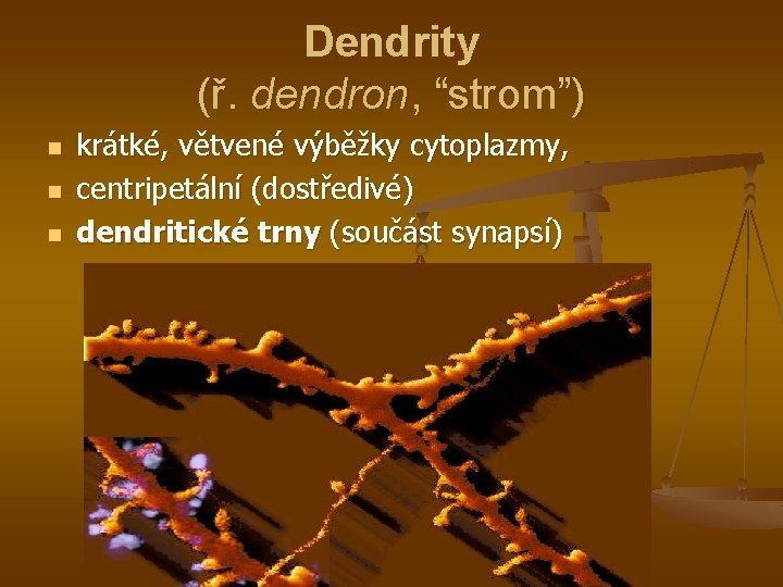 Dendrity (ř. dendron, “strom”) n n n krátké, větvené výběžky cytoplazmy, centripetální (dostředivé) dendritické