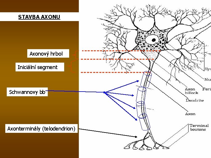 STAVBA AXONU Axonový hrbol Iniciální segment Schwannovy bb Axonterminály (telodendrion) 