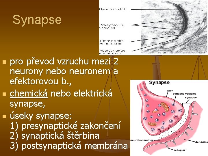 Synapse n n n pro převod vzruchu mezi 2 neurony nebo neuronem a efektorovou
