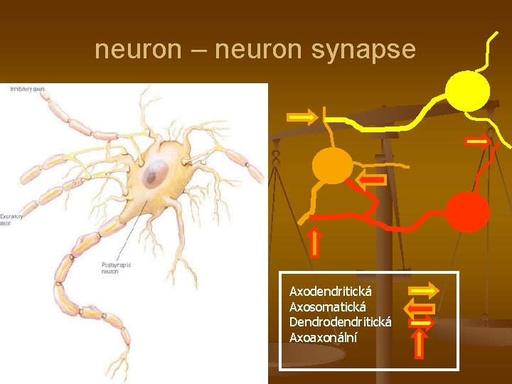 neuron – neuron synapse Axodendritická Axosomatická Dendrodendritická Axoaxonální 